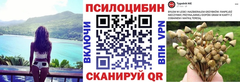 Галлюциногенные грибы Psilocybine cubensis  Курчалой 